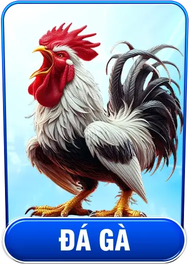 Đá gà kuwin